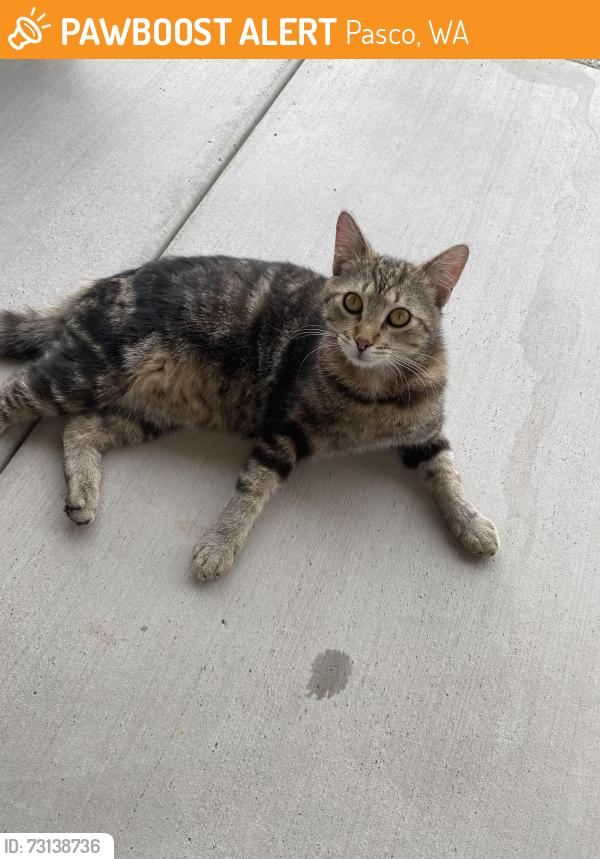 Found/Stray Male Cat last seen Antigua Dr., Pasco, WA 99301