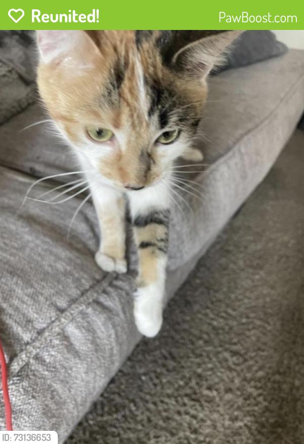 Reunited Female Cat last seen Near E Harvard Ave 80231, Denver, CO 80231