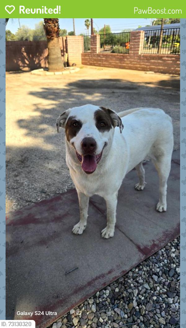 Reunited Female Dog last seen 22nd Randolph, Tucson, AZ 85716