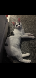 Lost Male Cat last seen Sparkbrook, Sparkbrook, England 