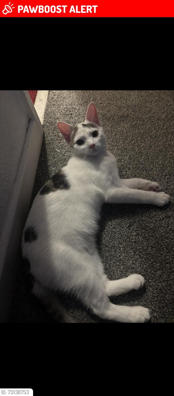 Lost Male Cat last seen Sparkbrook, Sparkbrook, England 