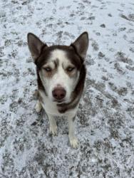 Lost Male Dog last seen Military, Mesquite, TX 75149