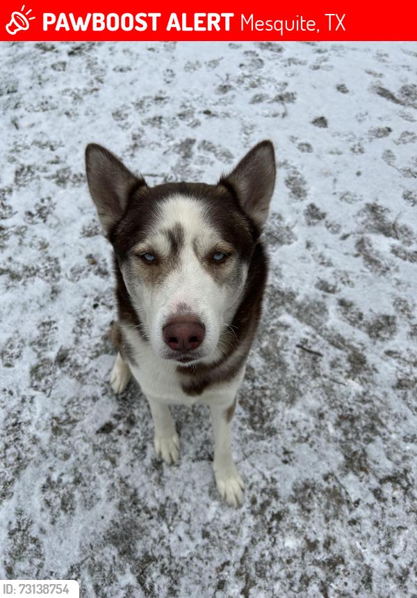 Lost Male Dog last seen Military, Mesquite, TX 75149