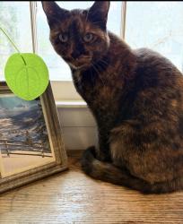 Lost Female Cat last seen Beaverdam Knoll and Beaverdam road near the reems creek fire station, Asheville, NC 28804