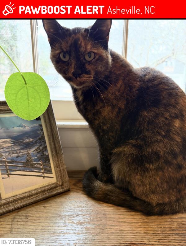 Lost Female Cat last seen Beaverdam Knoll and Beaverdam road near the reems creek fire station, Asheville, NC 28804