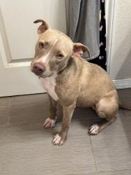 Found/Stray Female Dog last seen Hunt and Ingram Rd., San Antonio, TX 78245