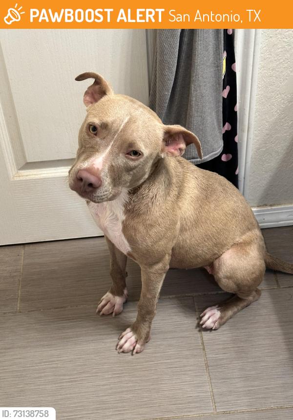 Found/Stray Female Dog last seen Hunt and Ingram Rd., San Antonio, TX 78245