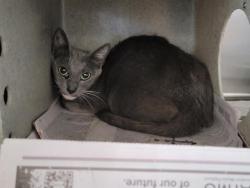Shelter Stray Female Cat last seen , 957 N Gaffey St, San Pedro, CA 90731, USA