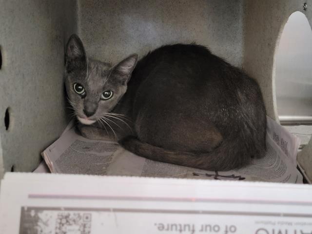 Shelter Stray Female Cat last seen , 957 N Gaffey St, San Pedro, CA 90731, USA
