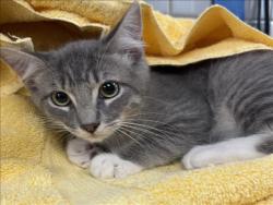 Shelter Stray Male Cat last seen , 957 N Gaffey St, San Pedro, CA 90731, USA