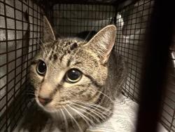 Shelter Stray Female Cat last seen , 957 N Gaffey St, San Pedro, CA 90731, USA