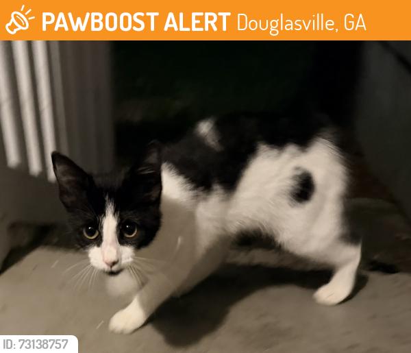 Found/Stray Unknown Cat last seen Malone Street, Douglasville, GA 30134