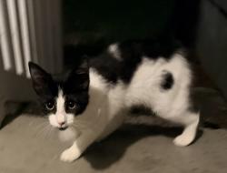 Found/Stray Unknown Cat last seen Malone Street, Douglasville, GA 30134