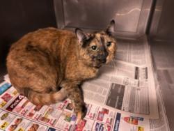Shelter Stray Female Cat last seen , West Valley Animal Shelter, 20655 Plummer St, Chatsworth, CA 91311, USA