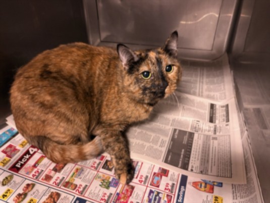 Shelter Stray Female Cat last seen , West Valley Animal Shelter, 20655 Plummer St, Chatsworth, CA 91311, USA
