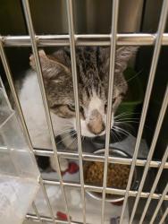 Shelter Stray Male Cat last seen Near BLOCK S 5400, 4522 W 3500 S, West Valley City, UT 84120, USA