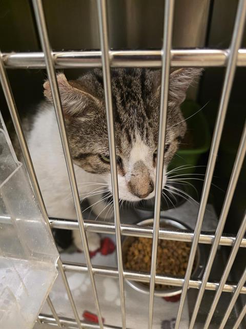 Shelter Stray Male Cat last seen Near BLOCK S 5400, 4522 W 3500 S, West Valley City, UT 84120, USA