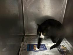 Shelter Stray Male Cat last seen , West Valley Animal Shelter, 20655 Plummer St, Chatsworth, CA 91311, USA