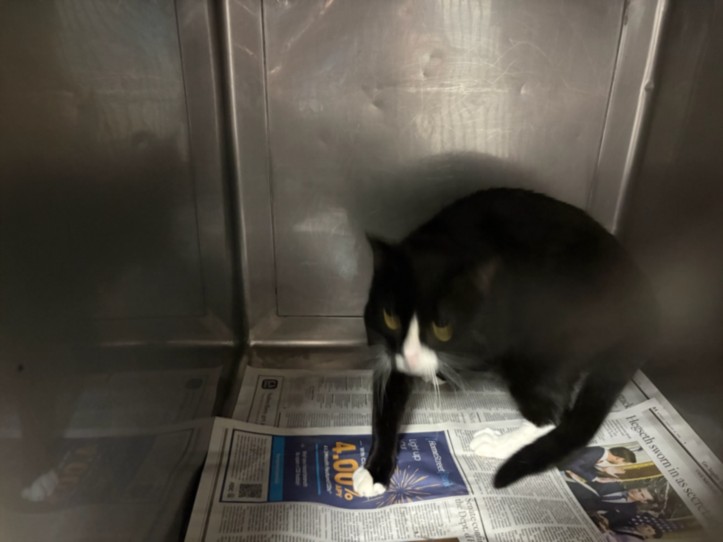 Shelter Stray Male Cat last seen , West Valley Animal Shelter, 20655 Plummer St, Chatsworth, CA 91311, USA