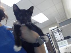 Shelter Stray Female Cat last seen Near BLOCK MAIN ST, HOPE MILLS NC 28348, 4704 Corporation Dr, Fayetteville, NC 28306, USA