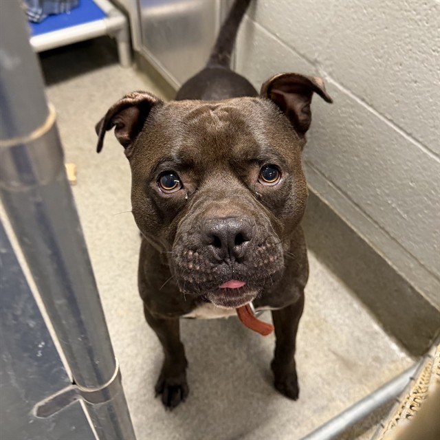 Shelter Stray Male Dog last seen , 4950 SW Triana Blvd, Huntsville, AL 35805, USA