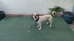 Shelter Stray Male Dog last seen , 4275 Elton St, Baldwin Park, CA 91706, USA