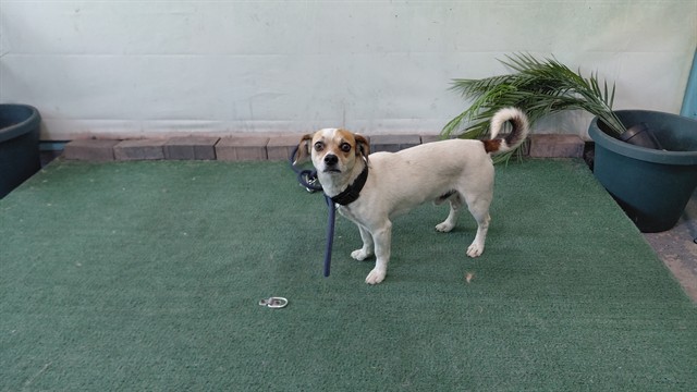 Shelter Stray Male Dog last seen , 4275 Elton St, Baldwin Park, CA 91706, USA