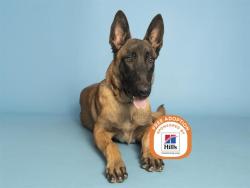 Shelter Stray Male Dog last seen 43RD AVE & GLENDALE AVE, 5501 E Van Buren St, Phoenix, AZ 85008, USA