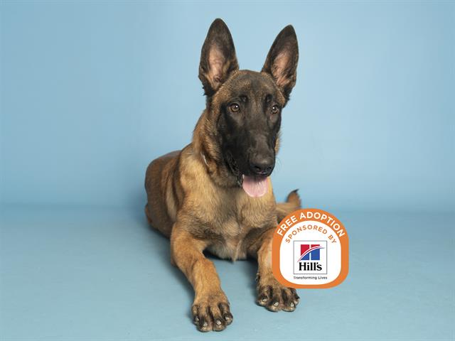 Shelter Stray Male Dog last seen 43RD AVE & GLENDALE AVE, 5501 E Van Buren St, Phoenix, AZ 85008, USA