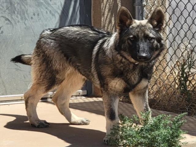 Shelter Stray Male Dog last seen Near BLOCK QUAPAW ST, SANTA FE, SANTA FE COUNTY, NM 87505, USA, 100 Caja Del Rio Rd, Santa Fe, NM 87507, USA
