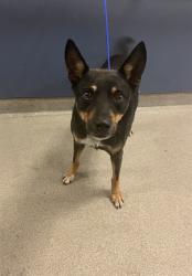 Shelter Stray Male Dog last seen Near BLOCK NE 19TH AVE, 3599 NW 79th Ave, Doral, FL 33122, USA