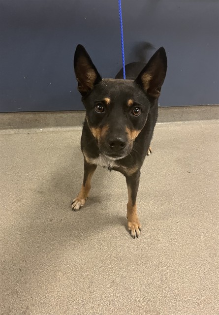 Shelter Stray Male Dog last seen Near BLOCK NE 19TH AVE, 3599 NW 79th Ave, Doral, FL 33122, USA