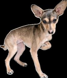 Shelter Stray Female Dog last seen , 3201 Lacy St, Los Angeles, CA 90031, USA