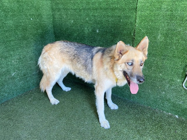 Shelter Stray Male Dog last seen , 5210 W Ave I, Lancaster, CA 93536, USA