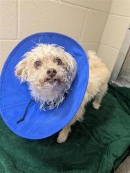 Shelter Stray Female Dog last seen STINSON BEACH WAY / SANTORINI DR, 9150 Union Park Way, Elk Grove, CA 95624, USA