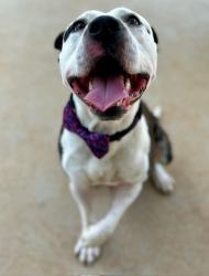 Shelter Stray Male Dog last seen CHARLOTTE, 8315 Byrum Dr, Charlotte, NC 28217, USA