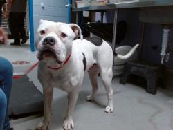 Shelter Stray Male Dog last seen GRIEGOS/4TH, 11800 Sunset Gardens Rd SW, Albuquerque, NM 87121, USA