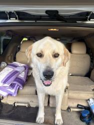 Lost Male Dog last seen Rock creek rd & 120th, Norman, OK 73026