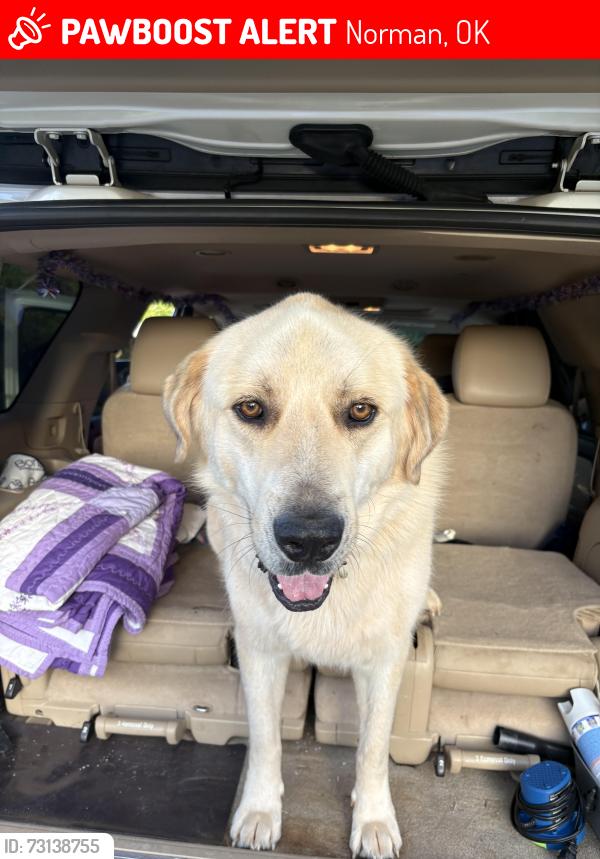 Lost Male Dog last seen Rock creek rd & 120th, Norman, OK 73026