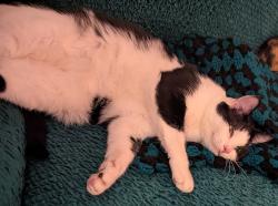 Reunited Male Cat last seen Howard and Oregon, San Diego, CA 92104