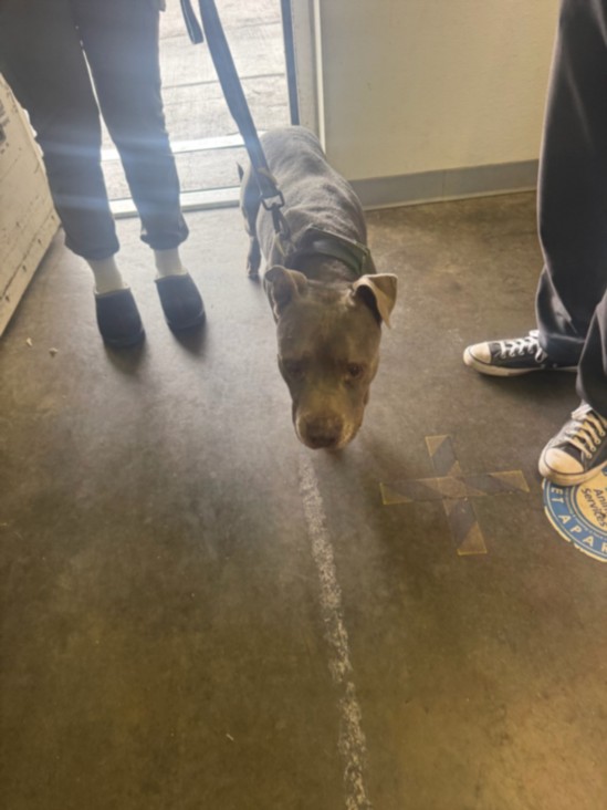 Shelter Stray Male Dog last seen , 1850 W 60th St, Los Angeles, CA 90047, USA