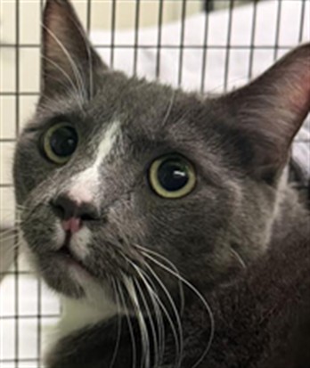 Shelter Stray Male Cat last seen , 1850 W 60th St, Los Angeles, CA 90047, USA
