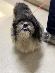 Shelter Stray Male Dog last seen Near BLOCK DAVID WAY, JURUPA VALLEY, CA, 6851 Van Buren Boulevard, Jurupa Valley, CA 92509, USA