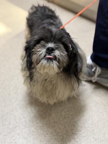 Shelter Stray Male Dog last seen Near BLOCK DAVID WAY, JURUPA VALLEY, CA, 6851 Van Buren Boulevard, Jurupa Valley, CA 92509, USA