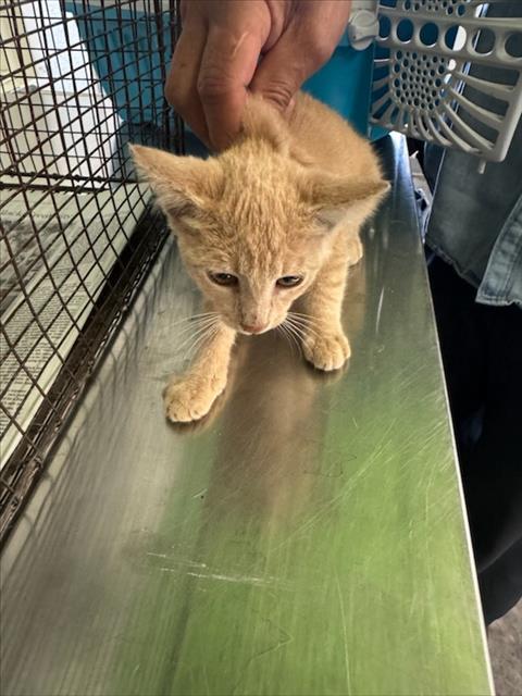 Shelter Stray Male Cat last seen , 1850 W 60th St, Los Angeles, CA 90047, USA