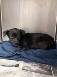 Shelter Stray Female Dog last seen VAN BURNE AND ADAMS, RIVERSIDE, CA, 6851 Van Buren Boulevard, Jurupa Valley, CA 92509, USA