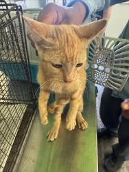 Shelter Stray Female Cat last seen , 1850 W 60th St, Los Angeles, CA 90047, USA