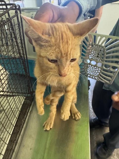 Shelter Stray Female Cat last seen , 1850 W 60th St, Los Angeles, CA 90047, USA