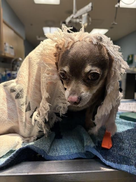 Shelter Stray Female Dog last seen Near BLOCK MISSION BLVD, JURUPA VALLEY, CA 92509, 6851 Van Buren Boulevard, Jurupa Valley, CA 92509, USA