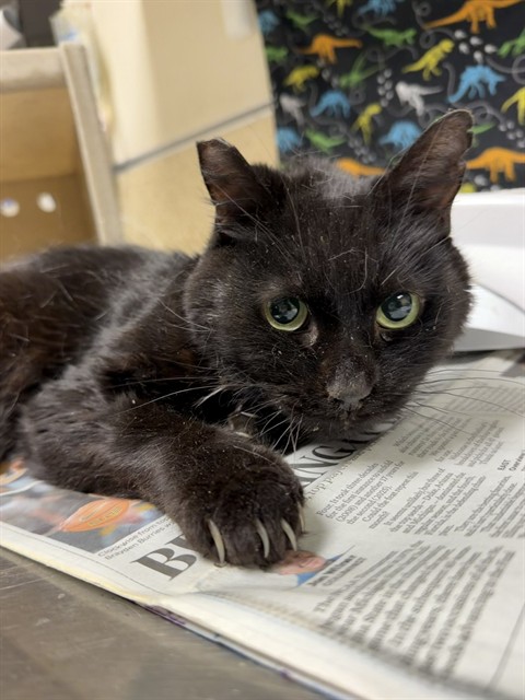 Shelter Stray Male Cat last seen Near BLOCK WOHLSTETTER ST, RIVERSIDE, CA, 6851 Van Buren Boulevard, Jurupa Valley, CA 92509, USA